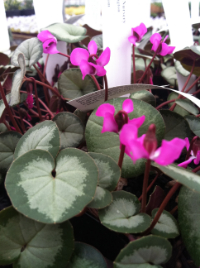 Cyclamen coum 'Pewter Leaf'